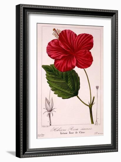 Hibiscus Rosa-Sinensis, 1836-Pancrace Bessa-Framed Giclee Print