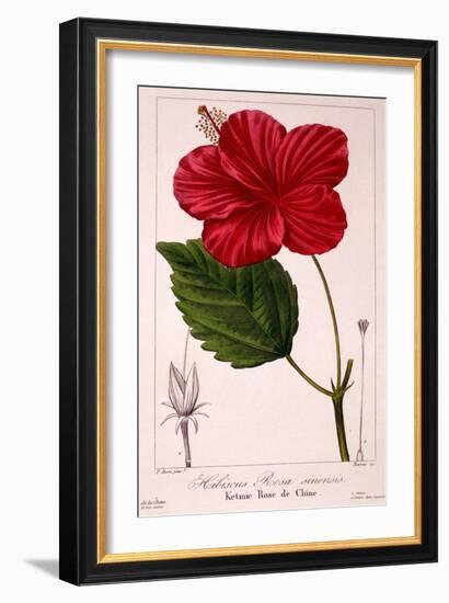 Hibiscus Rosa-Sinensis, 1836-Pancrace Bessa-Framed Giclee Print