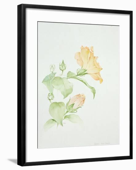 Hibiscus Rosa-Sinensis-Sarah Creswell-Framed Giclee Print