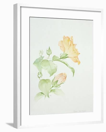 Hibiscus Rosa-Sinensis-Sarah Creswell-Framed Giclee Print