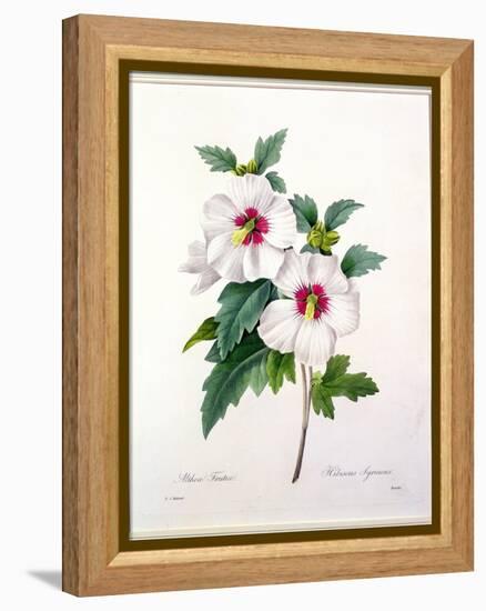 Hibiscus Syriacus, Engraved by Bessin, from 'Choix Des Plus Belles Fleurs', 1827-Pierre-Joseph Redouté-Framed Premier Image Canvas