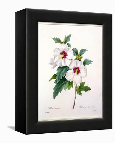 Hibiscus Syriacus, Engraved by Bessin, from 'Choix Des Plus Belles Fleurs', 1827-Pierre-Joseph Redouté-Framed Premier Image Canvas