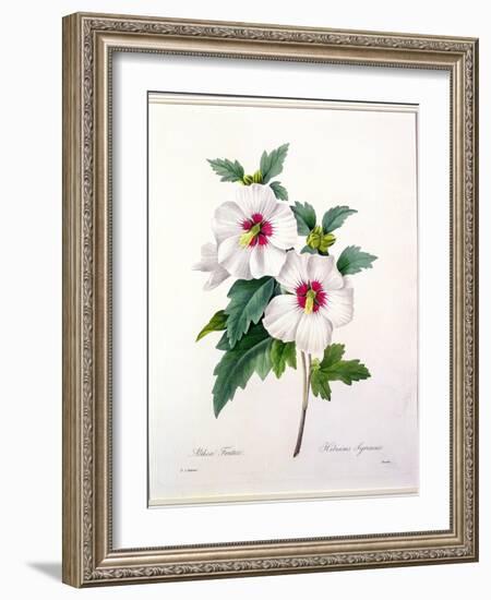 Hibiscus Syriacus, Engraved by Bessin, from 'Choix Des Plus Belles Fleurs', 1827-Pierre-Joseph Redouté-Framed Giclee Print