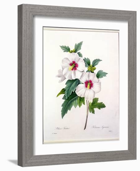 Hibiscus Syriacus, Engraved by Bessin, from 'Choix Des Plus Belles Fleurs', 1827-Pierre-Joseph Redouté-Framed Giclee Print