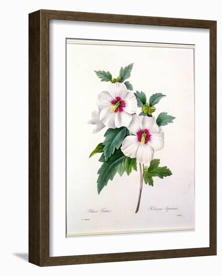 Hibiscus Syriacus, Engraved by Bessin, from 'Choix Des Plus Belles Fleurs', 1827-Pierre-Joseph Redouté-Framed Giclee Print