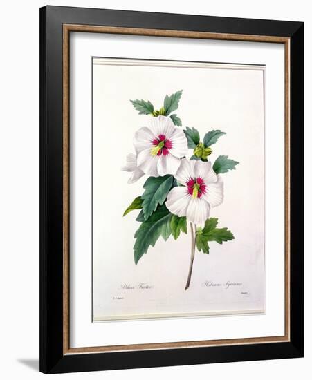 Hibiscus Syriacus, Engraved by Bessin, from 'Choix Des Plus Belles Fleurs', 1827-Pierre-Joseph Redouté-Framed Giclee Print