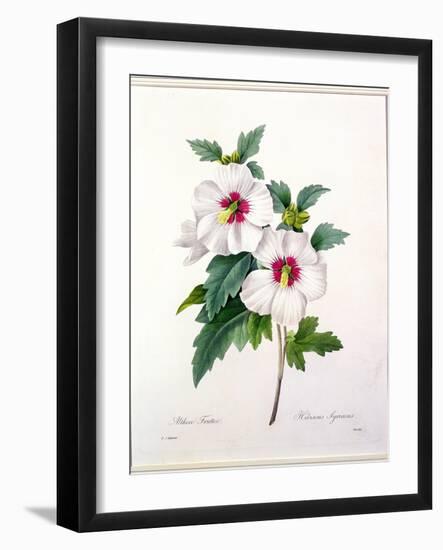 Hibiscus Syriacus, Engraved by Bessin, from 'Choix Des Plus Belles Fleurs', 1827-Pierre-Joseph Redouté-Framed Giclee Print