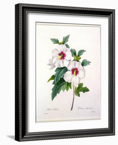 Hibiscus Syriacus, Engraved by Bessin, from 'Choix Des Plus Belles Fleurs', 1827-Pierre-Joseph Redouté-Framed Giclee Print