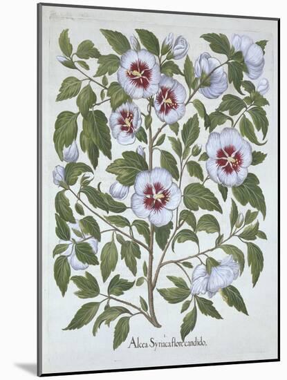 Hibiscus Syriacus, from 'Hortus Eystettensis', by Basil Besler (1561-1629), Pub. 1613 (Hand-Coloure-German School-Mounted Giclee Print