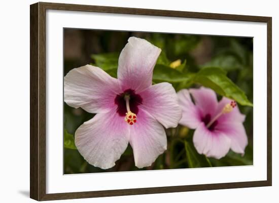 Hibiscus Tropical Flowers, Roatan, Honduras-Lisa S. Engelbrecht-Framed Photographic Print