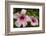 Hibiscus Tropical Flowers, Roatan, Honduras-Lisa S. Engelbrecht-Framed Photographic Print