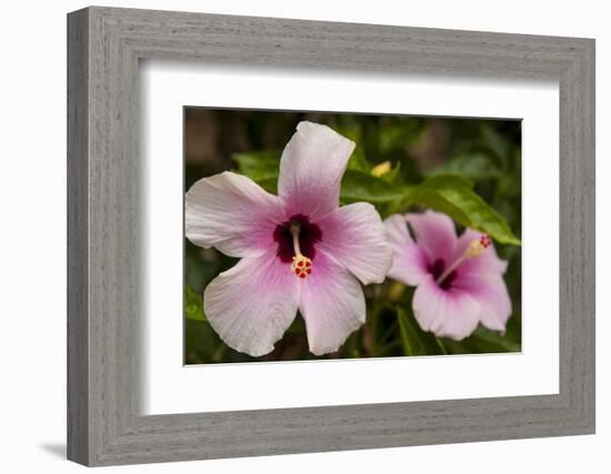 Hibiscus Tropical Flowers, Roatan, Honduras-Lisa S. Engelbrecht-Framed Photographic Print