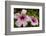 Hibiscus Tropical Flowers, Roatan, Honduras-Lisa S. Engelbrecht-Framed Photographic Print