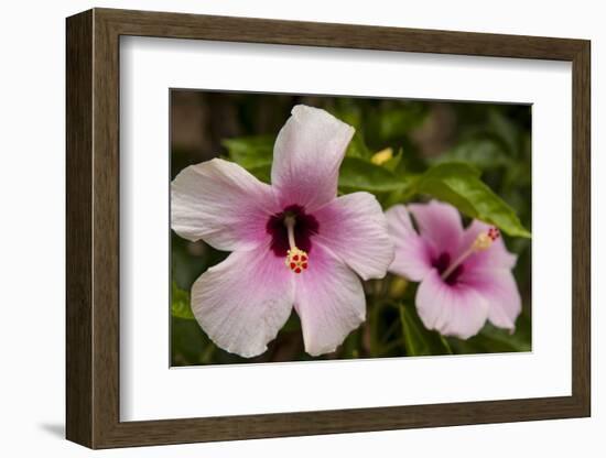 Hibiscus Tropical Flowers, Roatan, Honduras-Lisa S. Engelbrecht-Framed Photographic Print