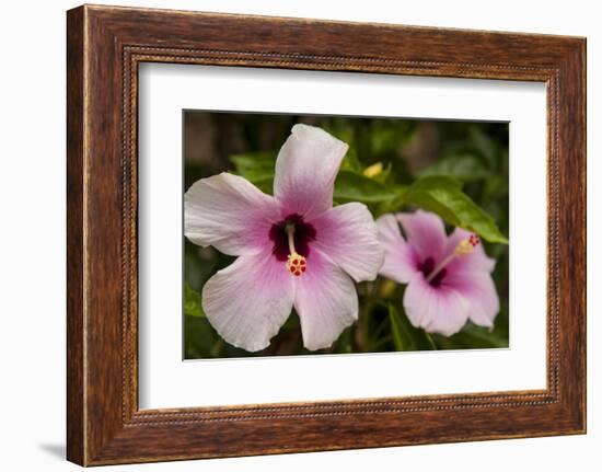 Hibiscus Tropical Flowers, Roatan, Honduras-Lisa S. Engelbrecht-Framed Photographic Print