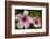 Hibiscus Tropical Flowers, Roatan, Honduras-Lisa S. Engelbrecht-Framed Photographic Print