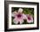 Hibiscus Tropical Flowers, Roatan, Honduras-Lisa S. Engelbrecht-Framed Photographic Print