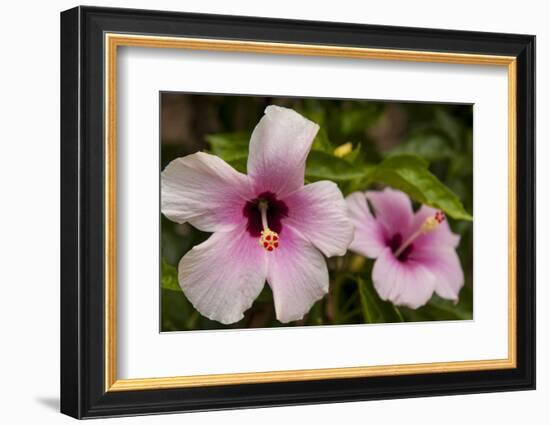 Hibiscus Tropical Flowers, Roatan, Honduras-Lisa S. Engelbrecht-Framed Photographic Print