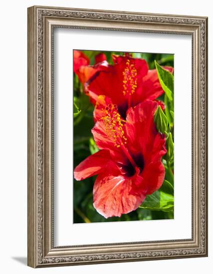 Hibiscus, Tunisia-Nico Tondini-Framed Photographic Print