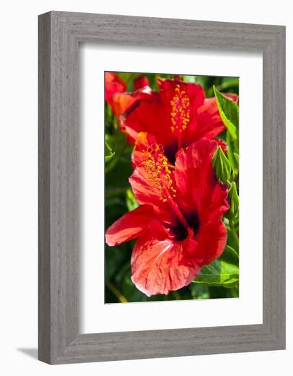 Hibiscus, Tunisia-Nico Tondini-Framed Photographic Print