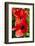 Hibiscus, Tunisia-Nico Tondini-Framed Photographic Print