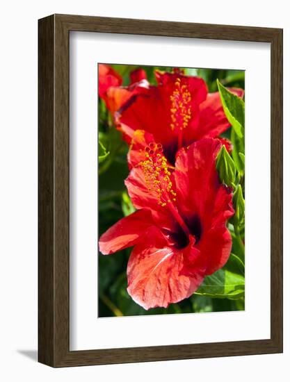 Hibiscus, Tunisia-Nico Tondini-Framed Photographic Print