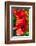 Hibiscus, Tunisia-Nico Tondini-Framed Photographic Print