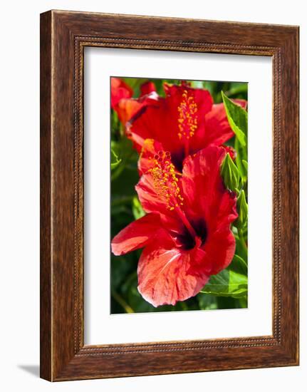 Hibiscus, Tunisia-Nico Tondini-Framed Photographic Print