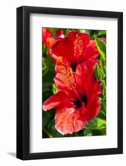 Hibiscus, Tunisia-Nico Tondini-Framed Photographic Print