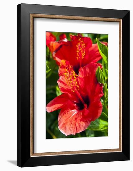 Hibiscus, Tunisia-Nico Tondini-Framed Photographic Print