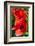 Hibiscus, Tunisia-Nico Tondini-Framed Photographic Print