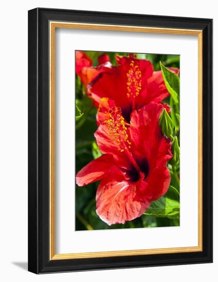 Hibiscus, Tunisia-Nico Tondini-Framed Photographic Print