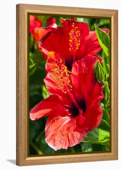 Hibiscus, Tunisia-Nico Tondini-Framed Premier Image Canvas