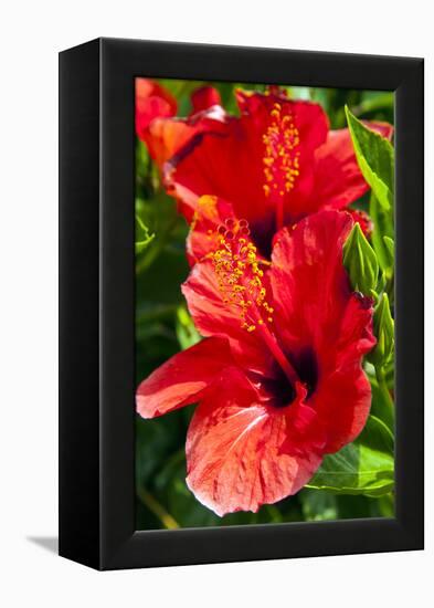 Hibiscus, Tunisia-Nico Tondini-Framed Premier Image Canvas