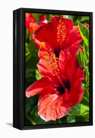 Hibiscus, Tunisia-Nico Tondini-Framed Premier Image Canvas