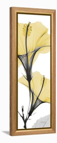 Hibiscus Yellow-Albert Koetsier-Framed Stretched Canvas