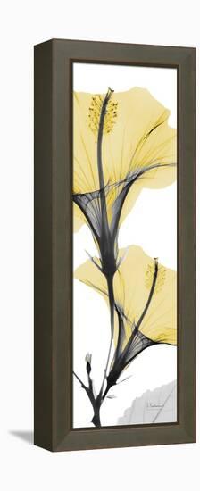 Hibiscus Yellow-Albert Koetsier-Framed Stretched Canvas