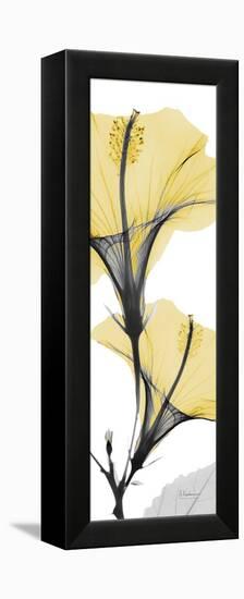 Hibiscus Yellow-Albert Koetsier-Framed Stretched Canvas