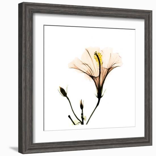 Hibiscus-Albert Koetsier-Framed Art Print