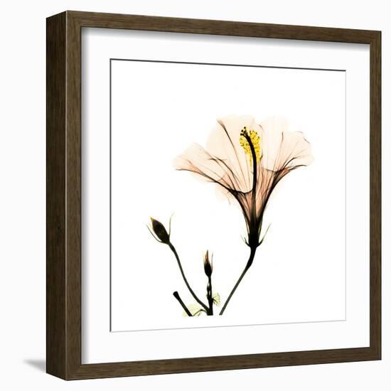 Hibiscus-Albert Koetsier-Framed Art Print