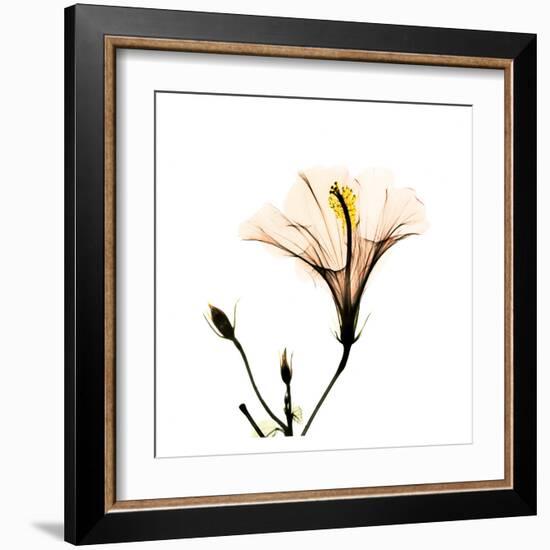 Hibiscus-Albert Koetsier-Framed Art Print