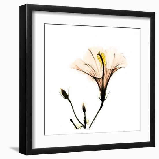 Hibiscus-Albert Koetsier-Framed Art Print