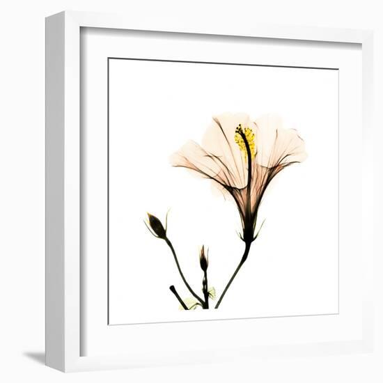 Hibiscus-Albert Koetsier-Framed Art Print