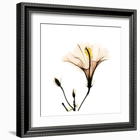 Hibiscus-Albert Koetsier-Framed Art Print