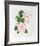 Hibiscus-Marion Sheehan-Framed Collectable Print