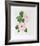 Hibiscus-Marion Sheehan-Framed Collectable Print