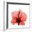 Hibiscus-Albert Koetsier-Framed Premium Giclee Print