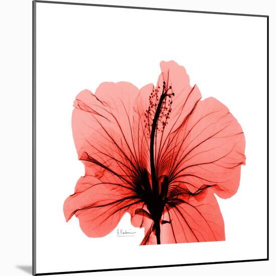 Hibiscus-Albert Koetsier-Mounted Premium Giclee Print