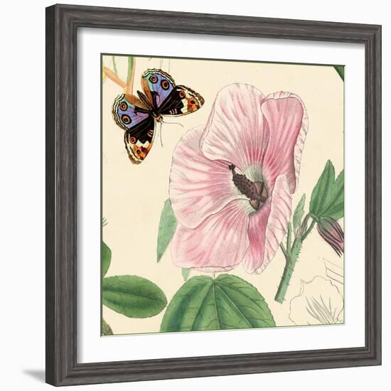 Hibiscus-Louis Van Houtte-Framed Art Print