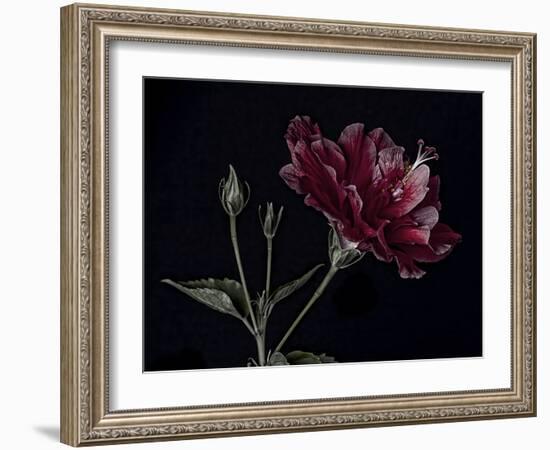 Hibiscus-Lori Hutchison-Framed Photographic Print